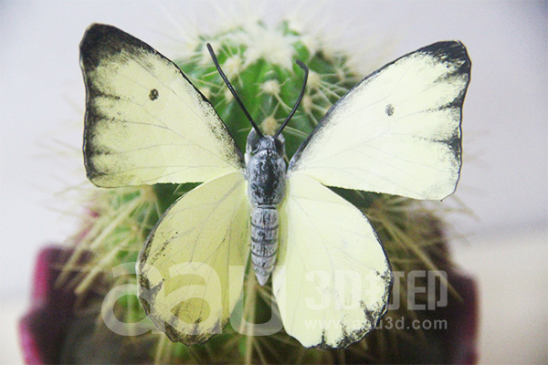 蝴蝶02.jpg