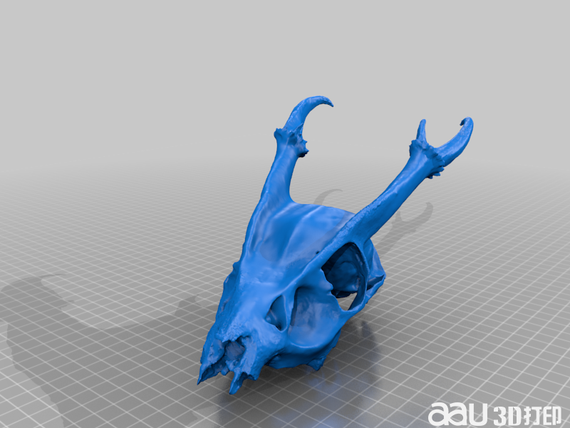 動(dòng)物頭骨STL模型  